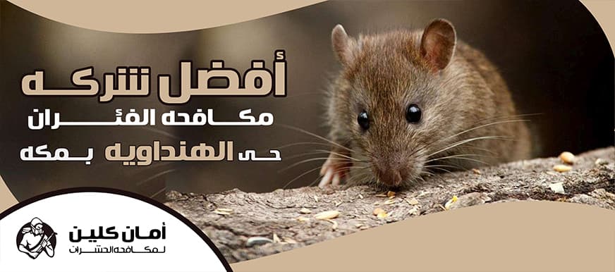 شركة مكافحة الفئران حي الهنداوية بمكة